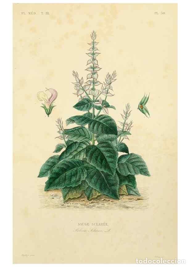 Colecionismo de Revistas e Jornais: Reproducci&oacute;n/Reproduction 49583444631: Le R&egrave;gne v&eacute;g&eacute;tal;. Paris,L. Gu&eacute;rin,1870-72.. - R&eacute;veil, O.