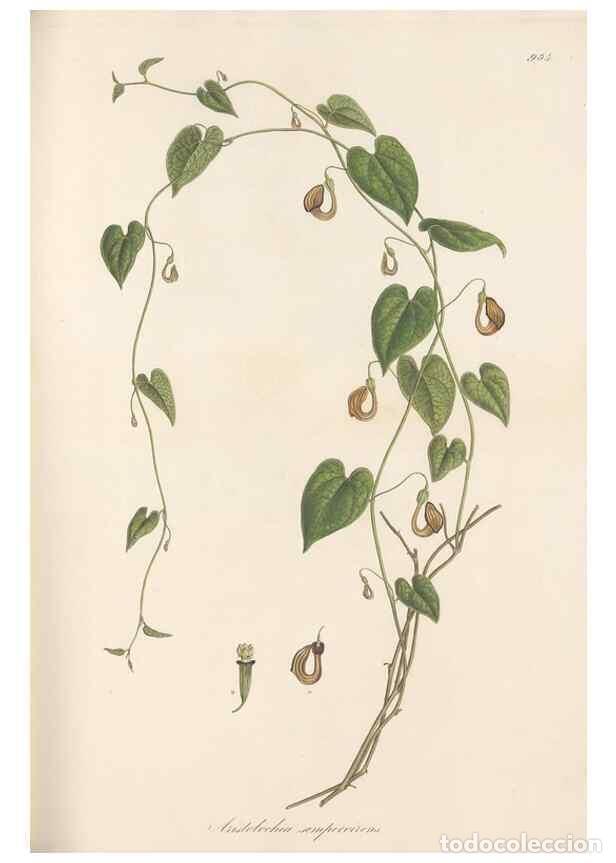 Colecionismo de Revistas e Jornais: Reproducci&oacute;n/Reproduction 49579596228: Flora Graeca, sive, Plantarum rariorum historia, quas in prov