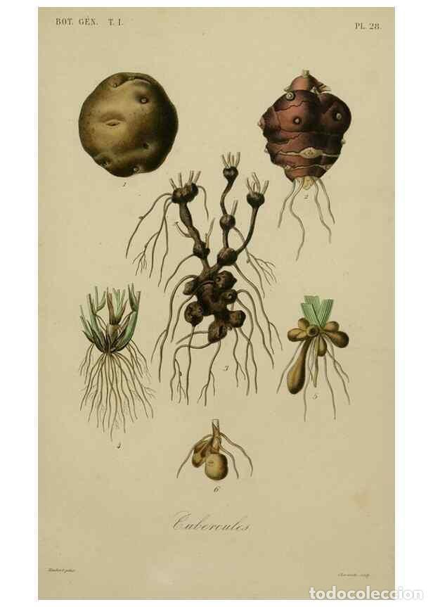 Colecionismo de Revistas e Jornais: Reproducci&oacute;n/Reproduction 49582700833: Le R&egrave;gne v&eacute;g&eacute;tal;. Paris,L. Gu&eacute;rin,1870-72.. - R&eacute;veil, O.