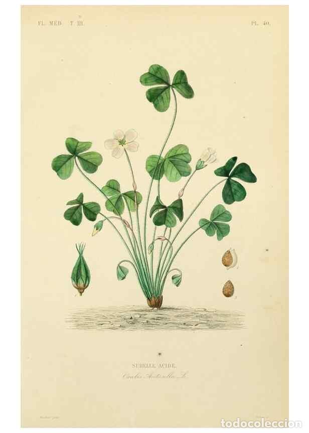 Colecionismo de Revistas e Jornais: Reproducci&oacute;n/Reproduction 49583684662: Le R&egrave;gne v&eacute;g&eacute;tal;. Paris,L. Gu&eacute;rin,1870-72.. - R&eacute;veil, O.