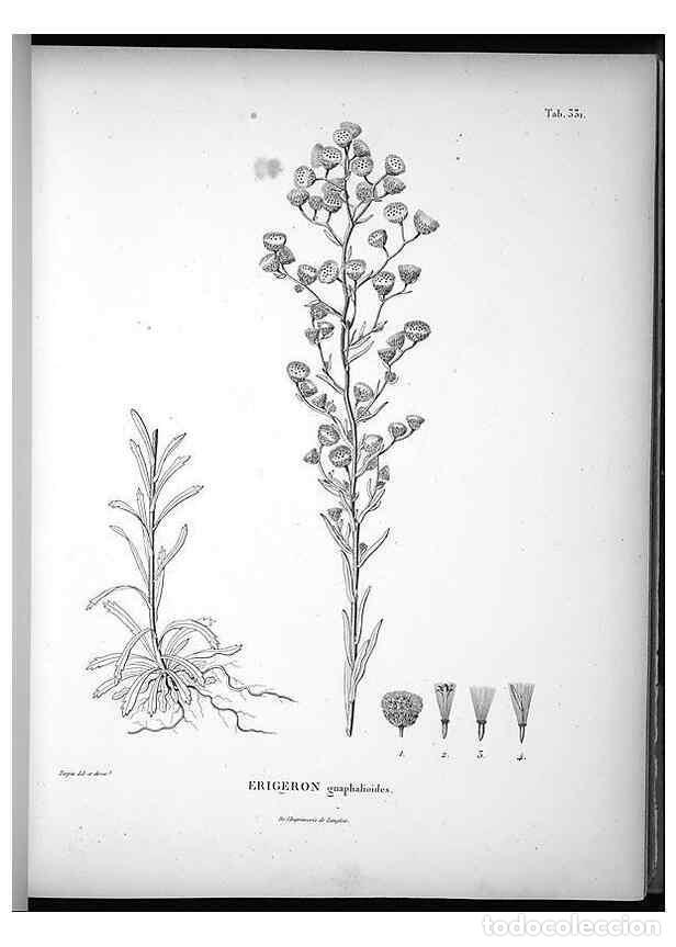 Collection Magazines and Newspapers: Reproducci&oacute;n/Reproduction 49556502586: Nova genera et species plantarum :. Antverpiae :Ex officina C