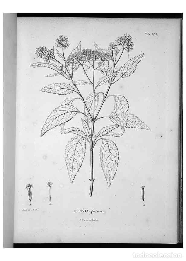Collection Magazines and Newspapers: Reproducci&oacute;n/Reproduction 49556507001: Nova genera et species plantarum :. Antverpiae :Ex officina C