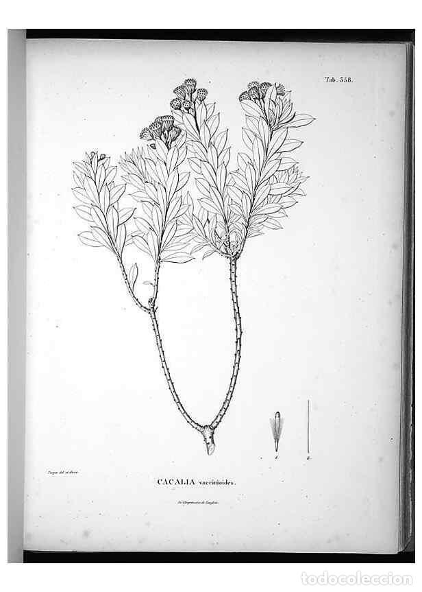 Collection Magazines and Newspapers: Reproducci&oacute;n/Reproduction 49556744567: Nova genera et species plantarum :. Antverpiae :Ex officina C