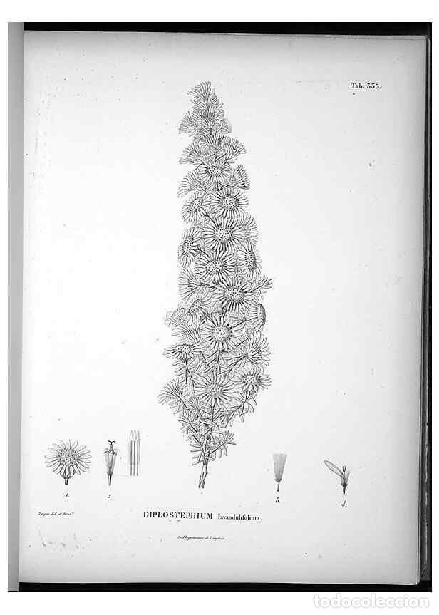 Collection Magazines and Newspapers: Reproducci&oacute;n/Reproduction 49556740062: Nova genera et species plantarum :. Antverpiae :Ex officina C