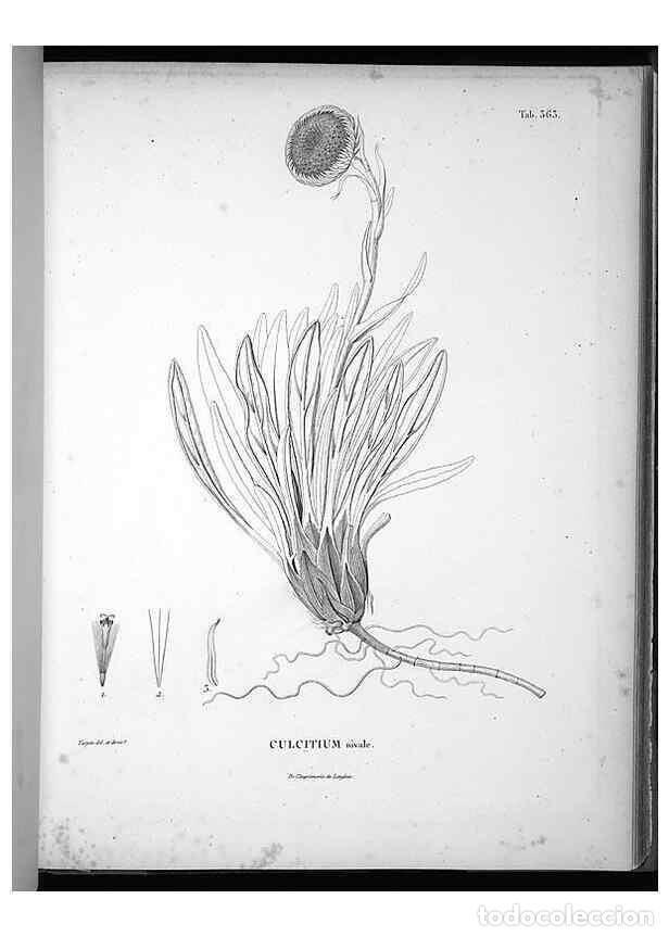 Collection Magazines and Newspapers: Reproducci&oacute;n/Reproduction 49556013693: Nova genera et species plantarum :. Antverpiae :Ex officina C