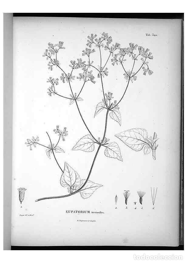 Collection Magazines and Newspapers: Reproducci&oacute;n/Reproduction 49556504516: Nova genera et species plantarum :. Antverpiae :Ex officina C