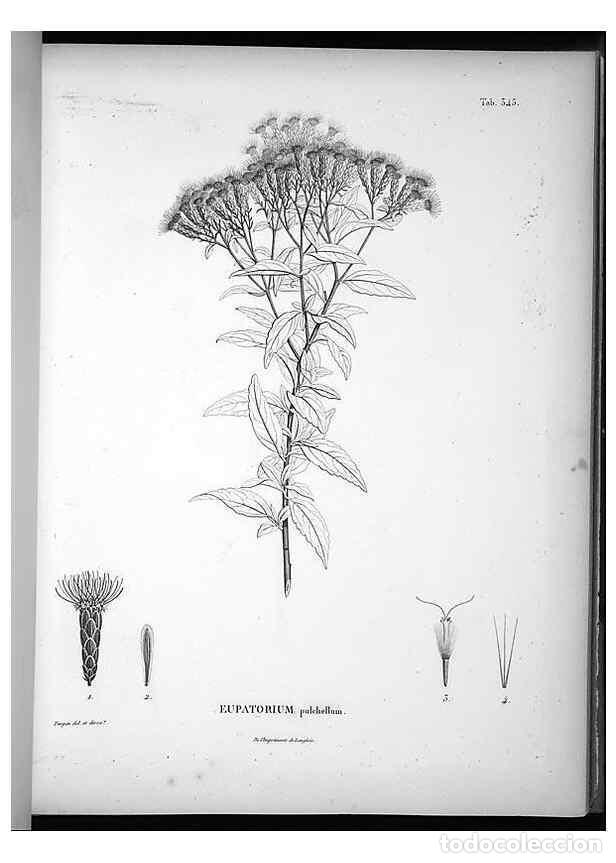 Collection Magazines and Newspapers: Reproducci&oacute;n/Reproduction 49556742017: Nova genera et species plantarum :. Antverpiae :Ex officina C