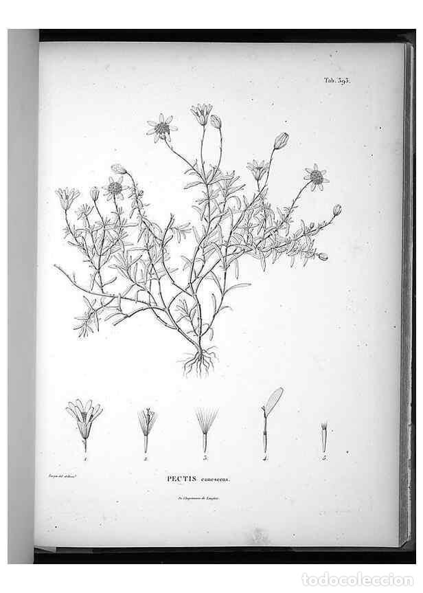 Collection Magazines and Newspapers: Reproducci&oacute;n/Reproduction 49556515151: Nova genera et species plantarum :. Antverpiae :Ex officina C