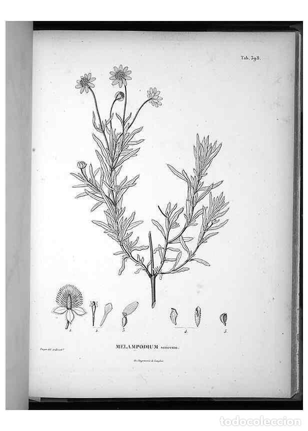 Collection Magazines and Newspapers: Reproducci&oacute;n/Reproduction 49556020503: Nova genera et species plantarum :. Antverpiae :Ex officina C