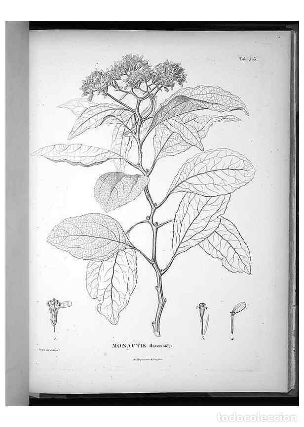 Collection Magazines and Newspapers: Reproducci&oacute;n/Reproduction 49556021413: Nova genera et species plantarum :. Antverpiae :Ex officina C