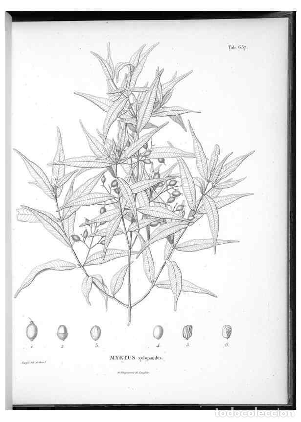 Collection Magazines and Newspapers: Reproducci&oacute;n/Reproduction 49556186618: Nova genera et species plantarum :. Antverpiae :Ex officina C