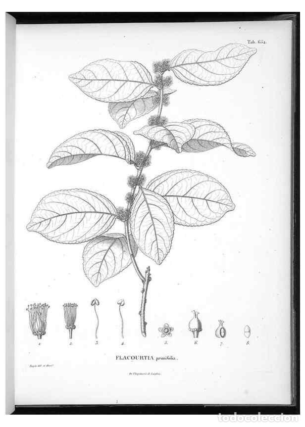 Collection Magazines and Newspapers: Reproducci&oacute;n/Reproduction 49556920057: Nova genera et species plantarum :. Antverpiae :Ex officina C