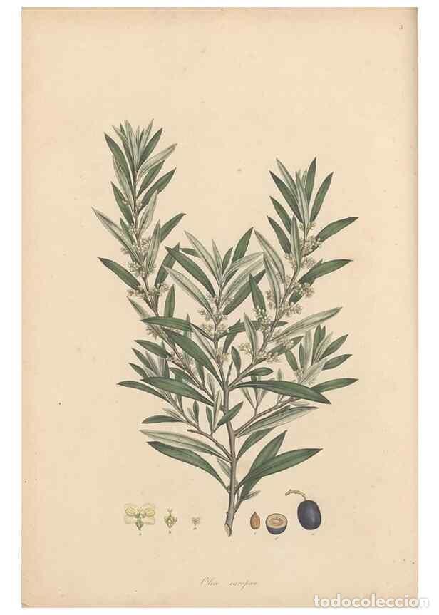 Collection Magazines and Newspapers: Reproducci&oacute;n/Reproduction 49556266778: Flora Graeca, sive, Plantarum rariorum historia, quas in prov