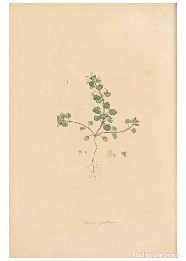 Collection Magazines and Newspapers: Reproducci&oacute;n/Reproduction 49556765111: Flora Graeca, sive, Plantarum rariorum historia, quas in prov