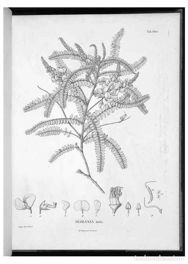 Collection Magazines and Newspapers: Reproducci&oacute;n/Reproduction 49556187493: Nova genera et species plantarum :. Antverpiae :Ex officina C