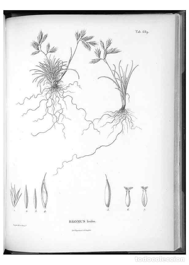 Collection Magazines and Newspapers: Reproducci&oacute;n/Reproduction 49556930282: Nova genera et species plantarum :. Antverpiae :Ex officina C