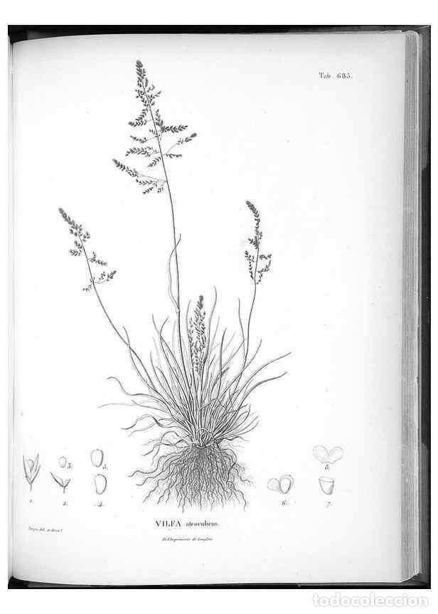 Collection Magazines and Newspapers: Reproducci&oacute;n/Reproduction 49556194983: Nova genera et species plantarum :. Antverpiae :Ex officina C