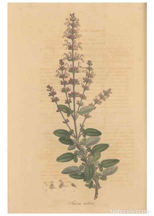 Collection Magazines and Newspapers: Reproducci&oacute;n/Reproduction 49557004442: Flora Graeca, sive, Plantarum rariorum historia, quas in prov