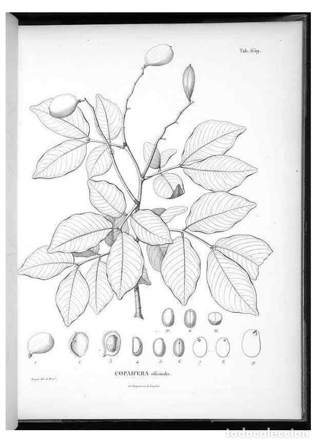 Collection Magazines and Newspapers: Reproducci&oacute;n/Reproduction 49556670821: Nova genera et species plantarum :. Antverpiae :Ex officina C