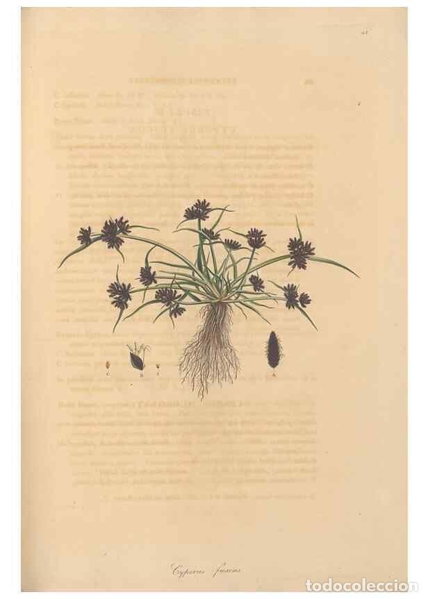 Collection Magazines and Newspapers: Reproducci&oacute;n/Reproduction 49557013657: Flora Graeca, sive, Plantarum rariorum historia, quas in prov