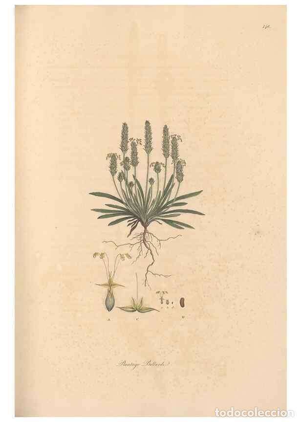 Collection Magazines and Newspapers: Reproducci&oacute;n/Reproduction 49557109732: Flora Graeca, sive, Plantarum rariorum historia, quas in prov