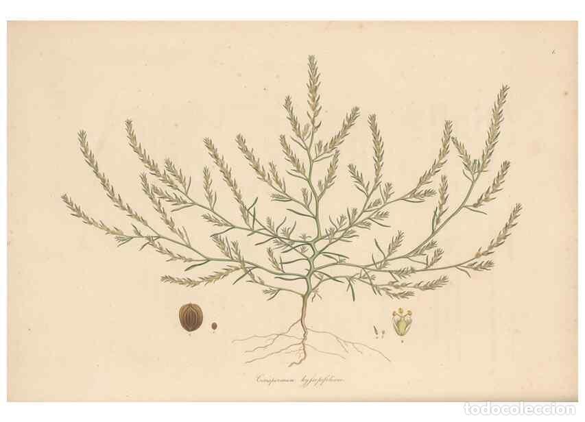 Collection Magazines and Newspapers: Reproducci&oacute;n/Reproduction 49556779491: Flora Graeca, sive, Plantarum rariorum historia, quas in prov