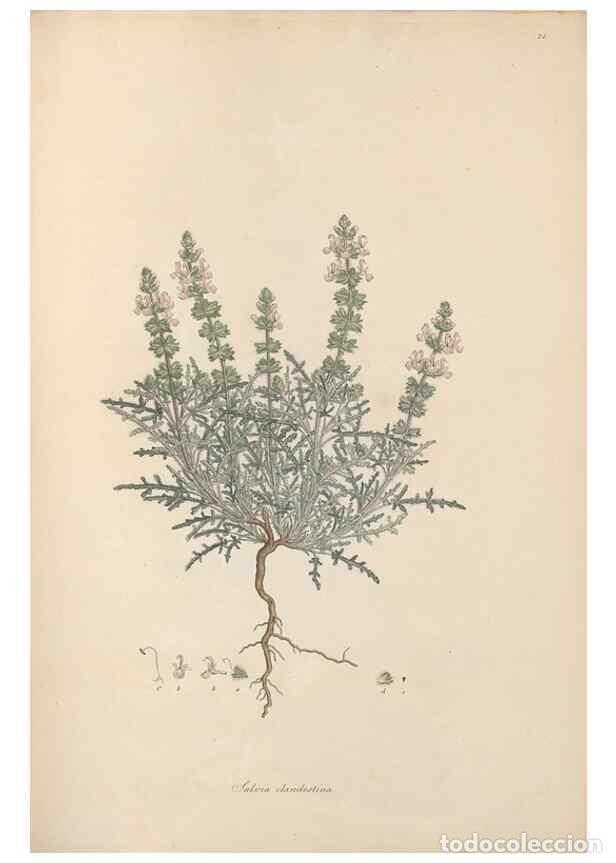 Collection Magazines and Newspapers: Reproducci&oacute;n/Reproduction 49556273078: Flora Graeca, sive, Plantarum rariorum historia, quas in prov