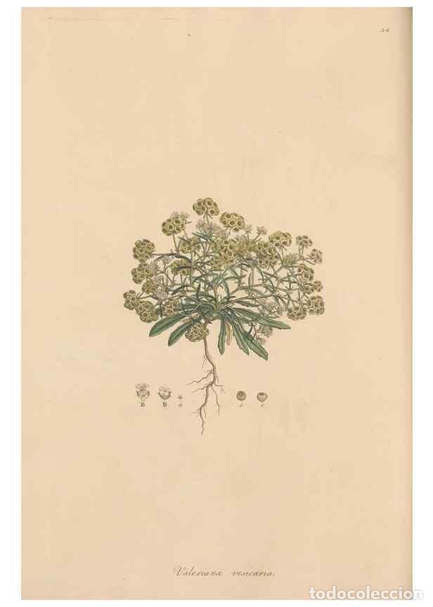 Collection Magazines and Newspapers: Reproducci&oacute;n/Reproduction 49556772551: Flora Graeca, sive, Plantarum rariorum historia, quas in prov