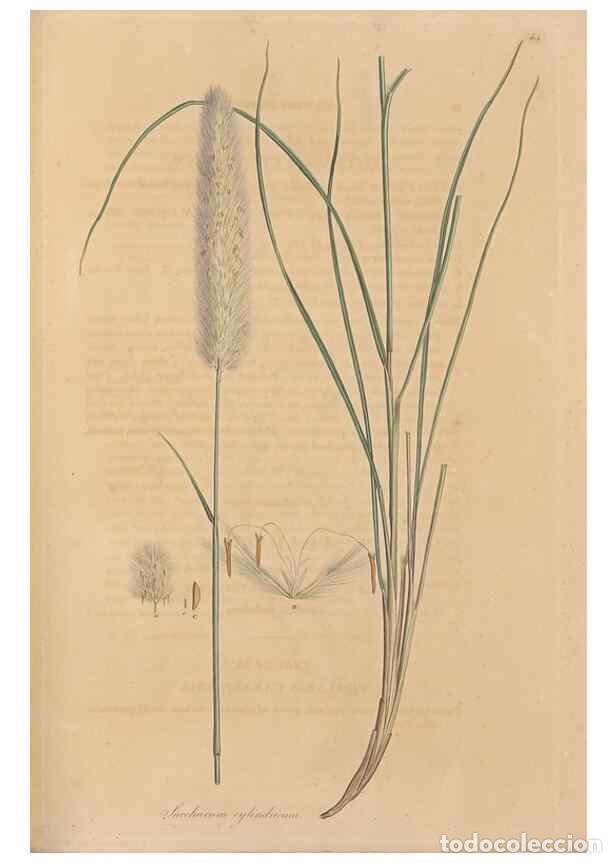 Collection Magazines and Newspapers: Reproducci&oacute;n/Reproduction 49556787601: Flora Graeca, sive, Plantarum rariorum historia, quas in prov