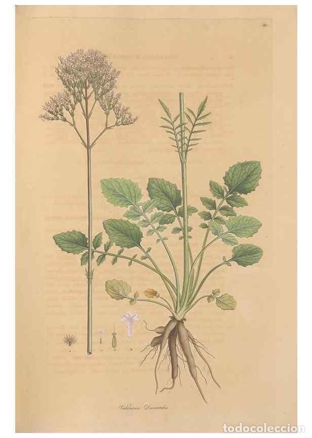 Collection Magazines and Newspapers: Reproducci&oacute;n/Reproduction 49557009402: Flora Graeca, sive, Plantarum rariorum historia, quas in prov