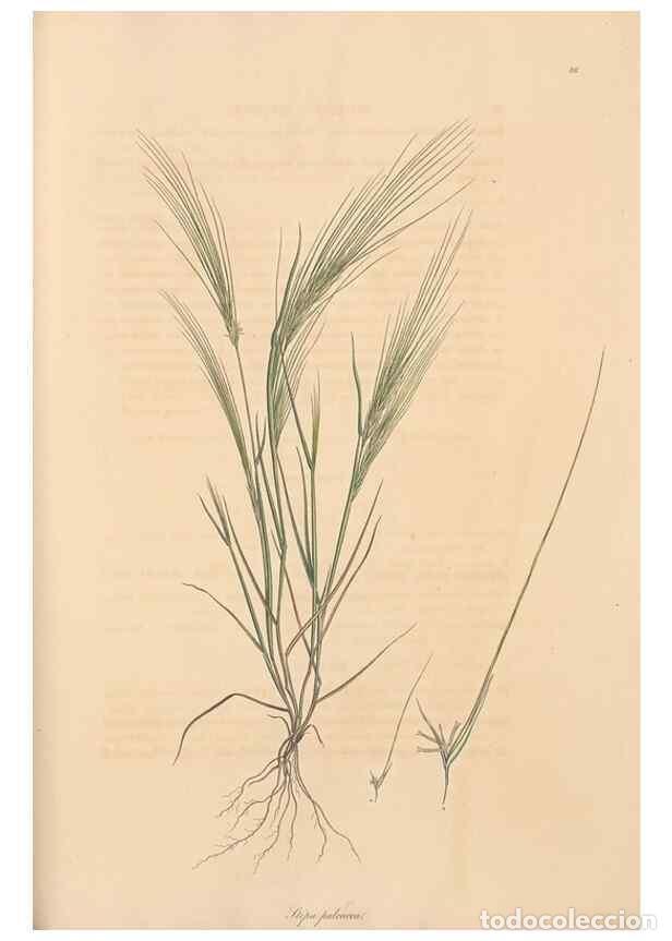 Collection Magazines and Newspapers: Reproducci&oacute;n/Reproduction 49556798231: Flora Graeca, sive, Plantarum rariorum historia, quas in prov