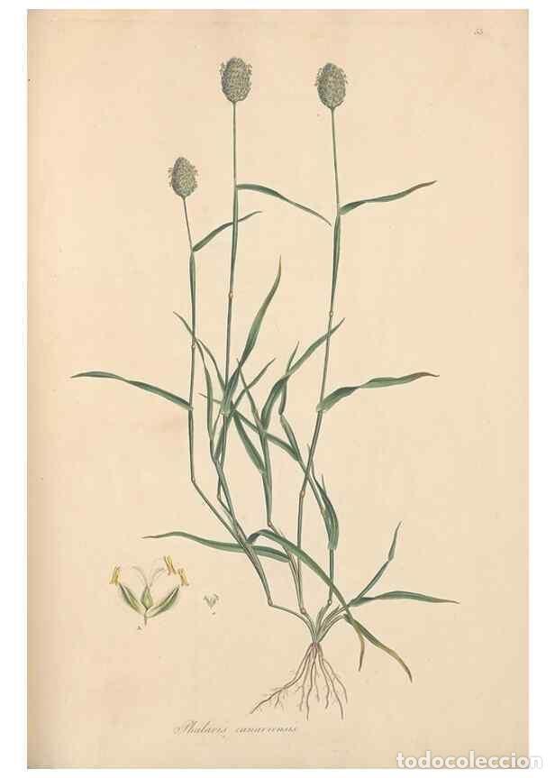 Collection Magazines and Newspapers: Reproducci&oacute;n/Reproduction 49557025377: Flora Graeca, sive, Plantarum rariorum historia, quas in prov