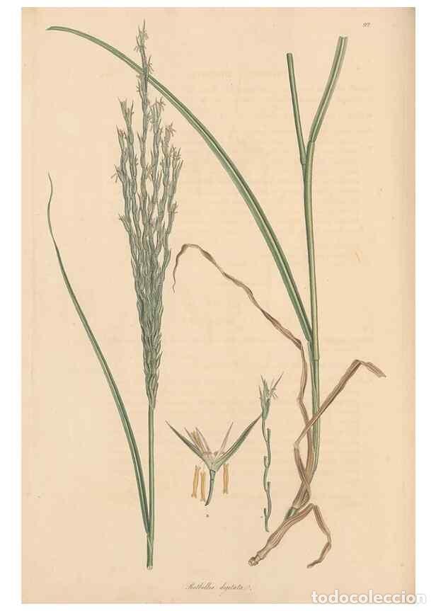 Collection Magazines and Newspapers: Reproducci&oacute;n/Reproduction 49556303203: Flora Graeca, sive, Plantarum rariorum historia, quas in prov