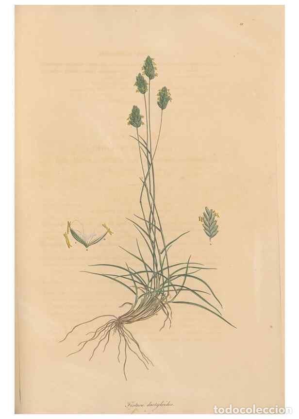 Collection Magazines and Newspapers: Reproducci&oacute;n/Reproduction 49556300133: Flora Graeca, sive, Plantarum rariorum historia, quas in prov