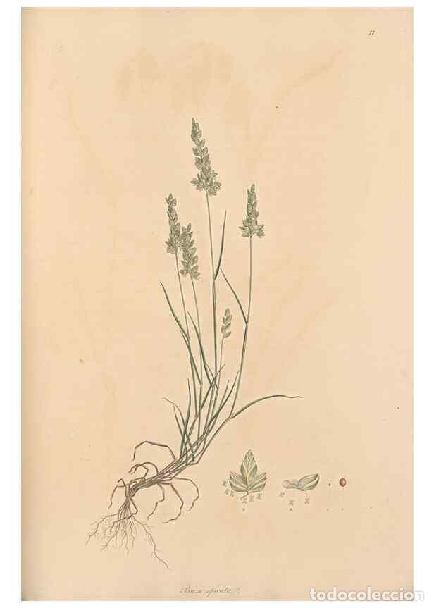 Collection Magazines and Newspapers: Reproducci&oacute;n/Reproduction 49556795431: Flora Graeca, sive, Plantarum rariorum historia, quas in prov