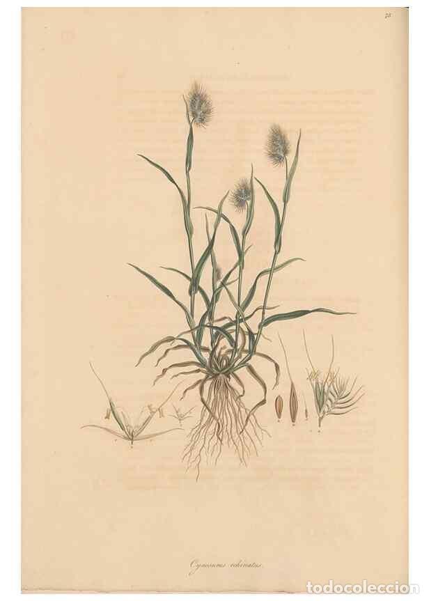 Collection Magazines and Newspapers: Reproducci&oacute;n/Reproduction 49557033037: Flora Graeca, sive, Plantarum rariorum historia, quas in prov