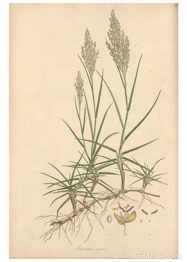 Collection Magazines and Newspapers: Reproducci&oacute;n/Reproduction 49556790311: Flora Graeca, sive, Plantarum rariorum historia, quas in prov