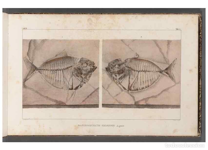 Collezionismo di Riviste e Giornali: Reproducci&oacute;n/Reproduction 49640565802: Recherches sur les poissons fossiles ... /. Neuchatel :Petitp