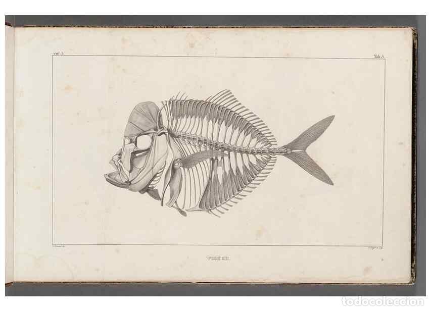 Collezionismo di Riviste e Giornali: Reproducci&oacute;n/Reproduction 49640561612: Recherches sur les poissons fossiles ... /. Neuchatel :Petitp