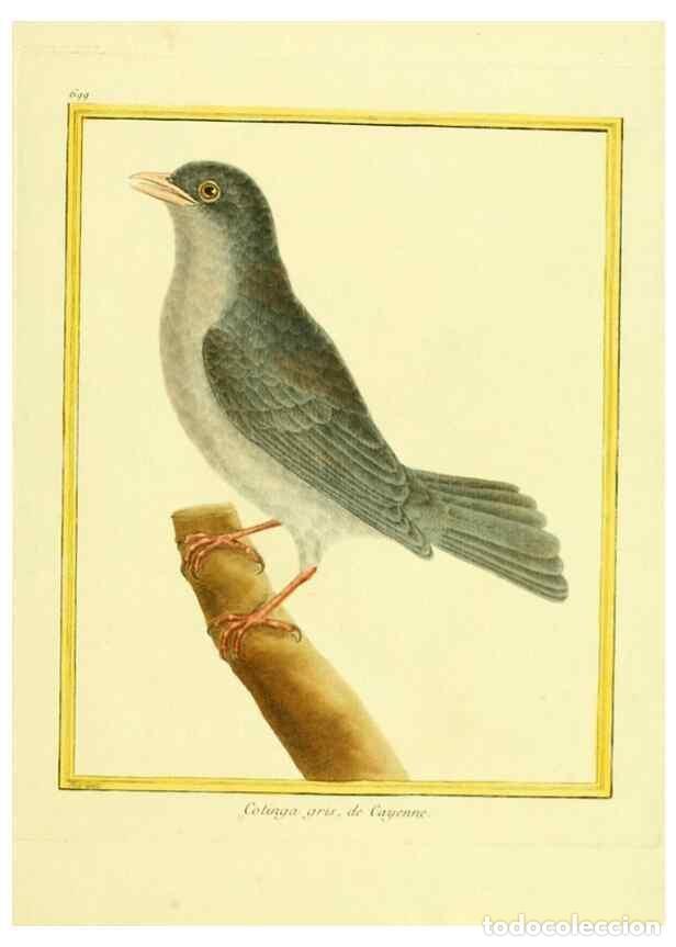 Collezionismo di Riviste e Giornali: Reproducci&oacute;n/Reproduction 49640109176: Planches enlumin&eacute;es d'histoire naturelle. Paris? :s.n.,1765-1