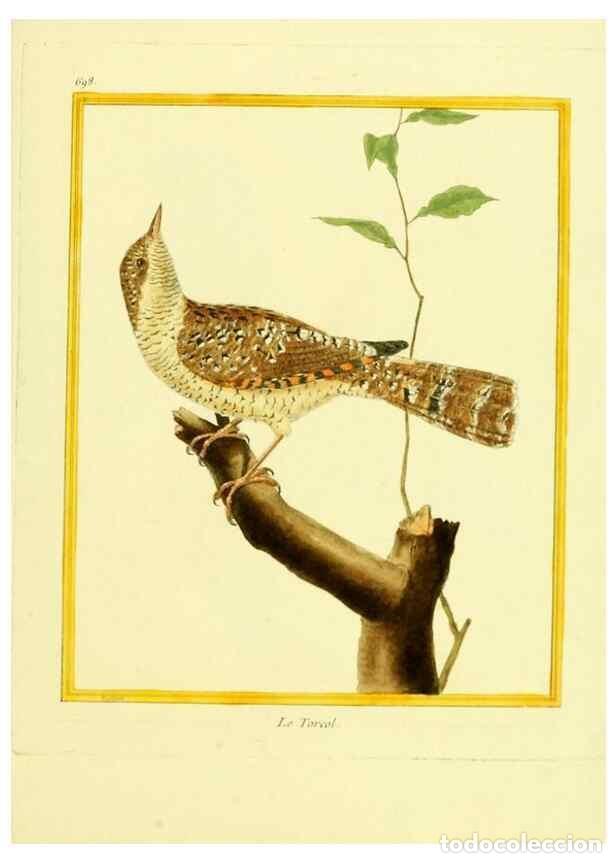 Collezionismo di Riviste e Giornali: Reproducci&oacute;n/Reproduction 49640381872: Planches enlumin&eacute;es d'histoire naturelle. Paris? :s.n.,1765-1