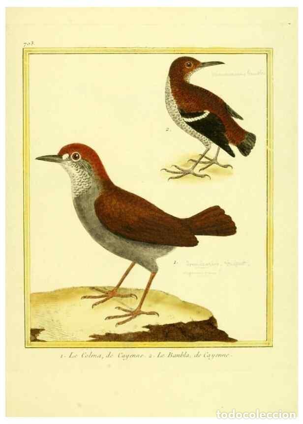 Collezionismo di Riviste e Giornali: Reproducci&oacute;n/Reproduction 49640128316: Planches enlumin&eacute;es d'histoire naturelle. Paris? :s.n.,1765-1