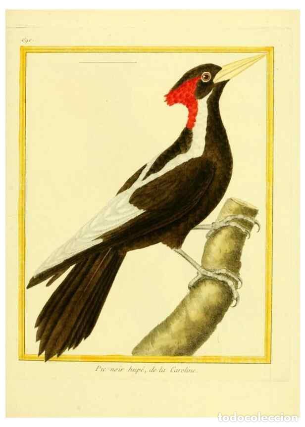 Collezionismo di Riviste e Giornali: Reproducci&oacute;n/Reproduction 49639583368: Planches enlumin&eacute;es d'histoire naturelle. Paris? :s.n.,1765-1