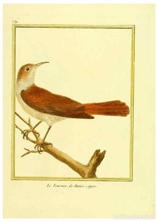 Collezionismo di Riviste e Giornali: Reproducci&oacute;n/Reproduction 49639613578: Planches enlumin&eacute;es d'histoire naturelle. Paris? :s.n.,1765-1