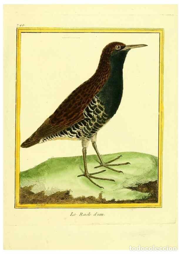 Collezionismo di Riviste e Giornali: Reproducci&oacute;n/Reproduction 49640413027: Planches enlumin&eacute;es d'histoire naturelle. Paris? :s.n.,1765-1