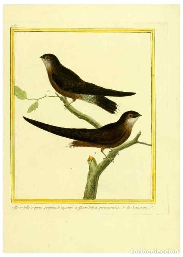 Colecionismo de Revistas e Jornais: Reproducci&oacute;n/Reproduction 49640133961: Planches enlumin&eacute;es d'histoire naturelle. Paris? :s.n.,1765-1