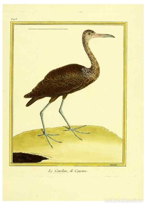 Colecionismo de Revistas e Jornais: Reproducci&oacute;n/Reproduction 49640735617: Planches enlumin&eacute;es d'histoire naturelle. Paris? :s.n.,1765-1