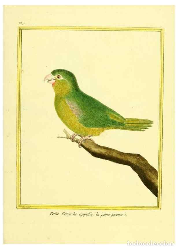 Colecionismo de Revistas e Jornais: Reproducci&oacute;n/Reproduction 49640731977: Planches enlumin&eacute;es d'histoire naturelle. Paris? :s.n.,1765-1