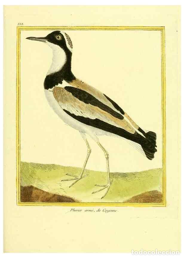 Colecionismo de Revistas e Jornais: Reproducci&oacute;n/Reproduction 49640730277: Planches enlumin&eacute;es d'histoire naturelle. Paris? :s.n.,1765-1