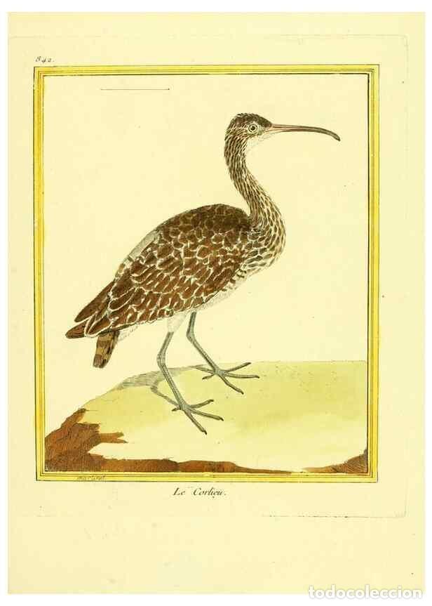 Colecionismo de Revistas e Jornais: Reproducci&oacute;n/Reproduction 49639938463: Planches enlumin&eacute;es d'histoire naturelle. Paris? :s.n.,1765-1